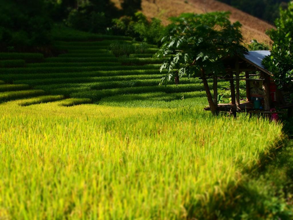 فيلا كويت مشيم فارم ستاي Ban Mae Pan Noi المظهر الخارجي الصورة