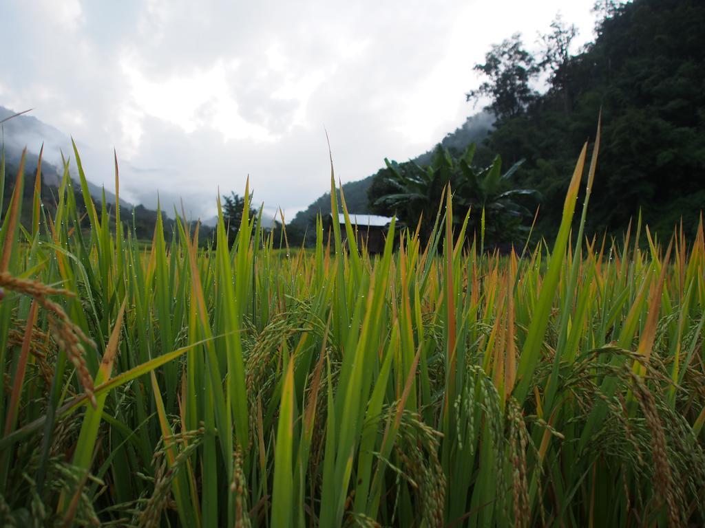 فيلا كويت مشيم فارم ستاي Ban Mae Pan Noi المظهر الخارجي الصورة