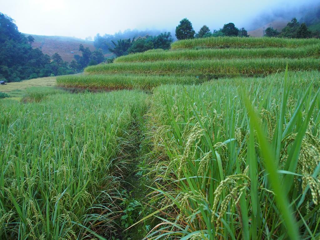 فيلا كويت مشيم فارم ستاي Ban Mae Pan Noi المظهر الخارجي الصورة
