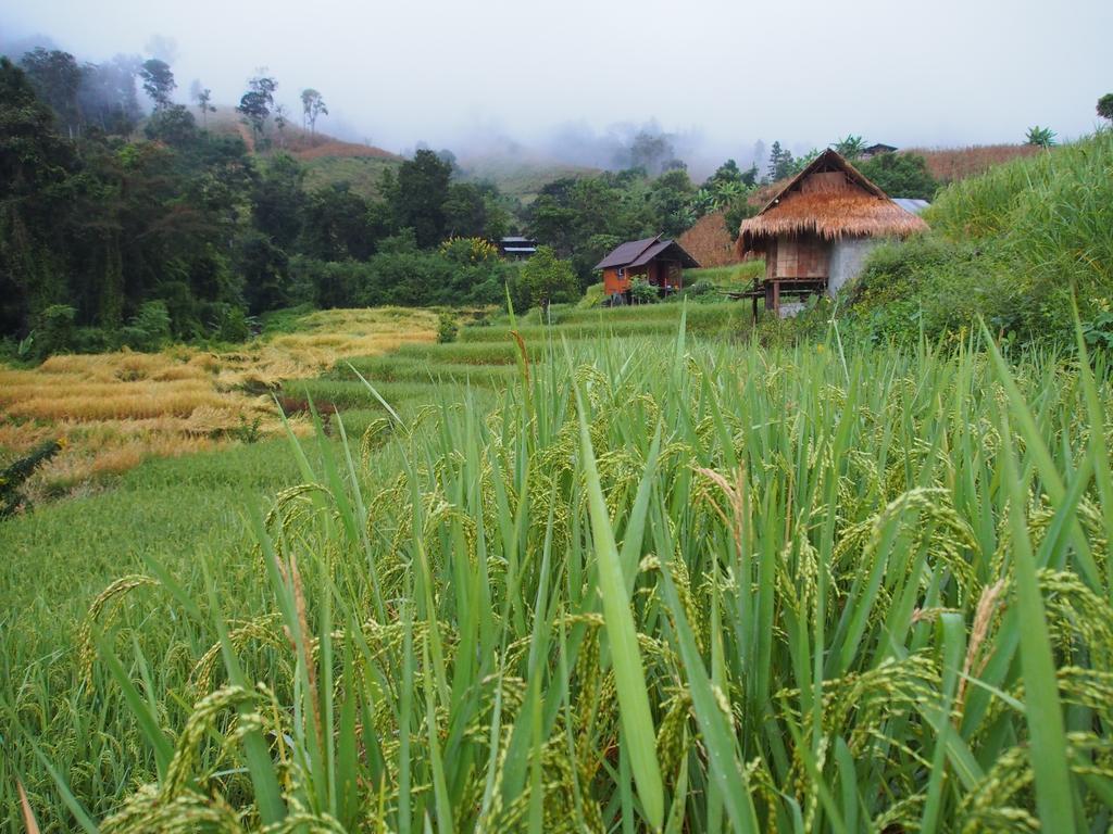 فيلا كويت مشيم فارم ستاي Ban Mae Pan Noi المظهر الخارجي الصورة