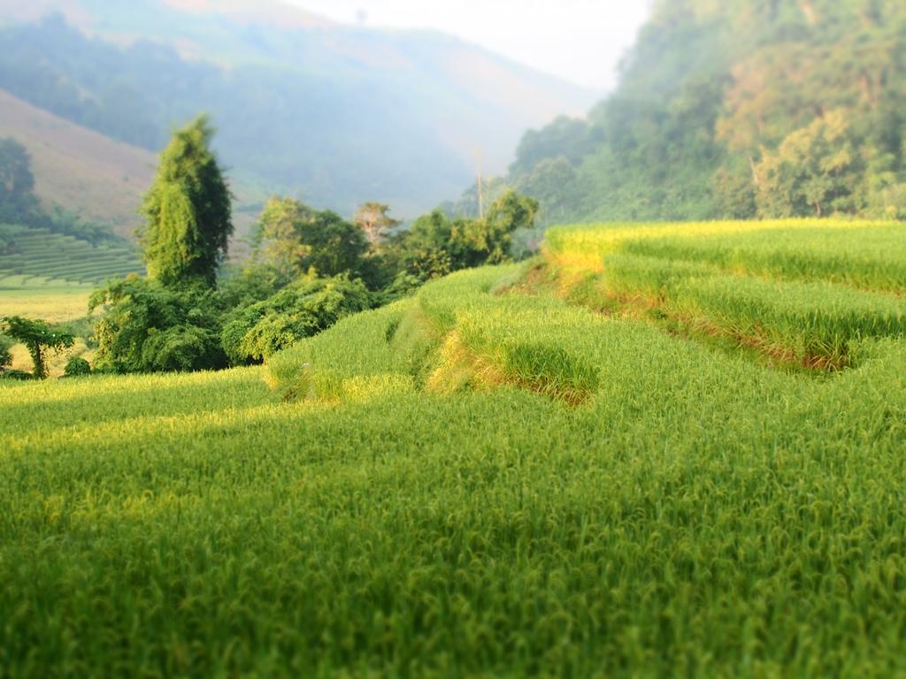 فيلا كويت مشيم فارم ستاي Ban Mae Pan Noi المظهر الخارجي الصورة
