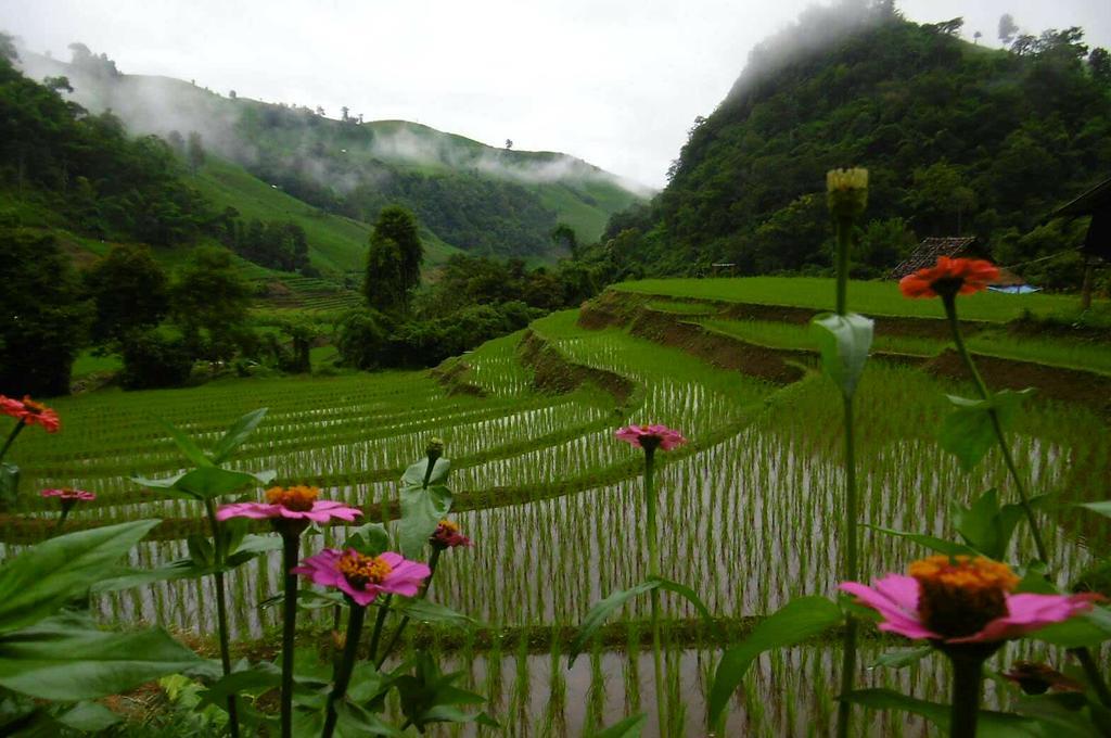 فيلا كويت مشيم فارم ستاي Ban Mae Pan Noi المظهر الخارجي الصورة